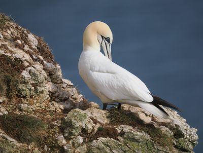 Gannet