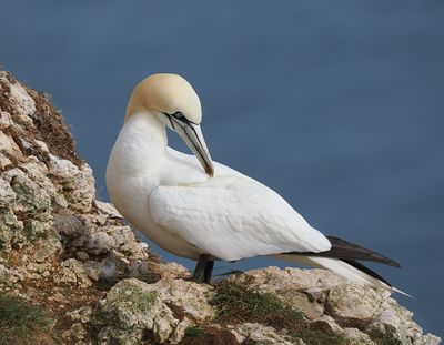 Gannet