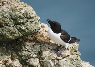 Razorbill