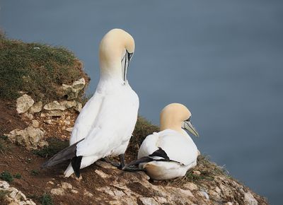 Gannet
