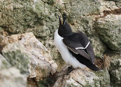 Razorbill