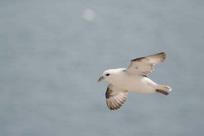 Fulmar