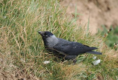 Jackdaw