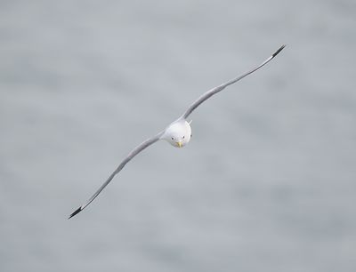 Kittiwake
