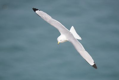 Kittiwake