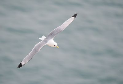 Kittiwake