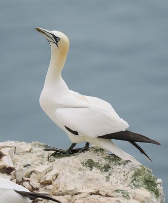 Gannet