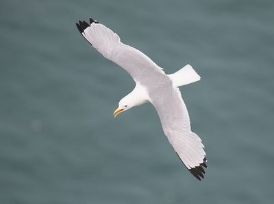Kittiwake