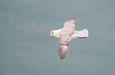 Fulmar