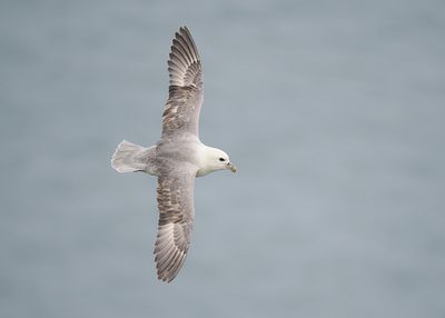 Fulmar