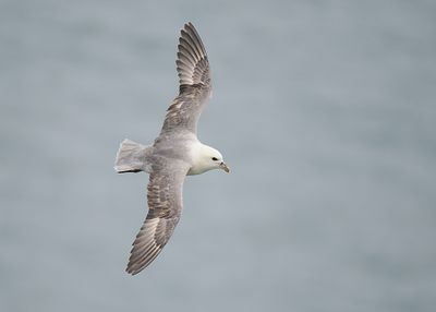 Fulmar