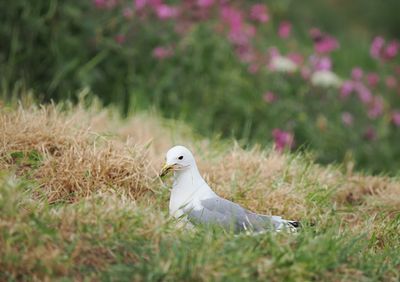 Kittiwake