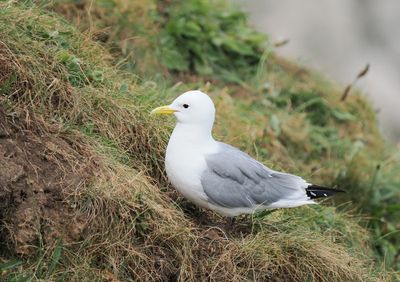 Kittiwake