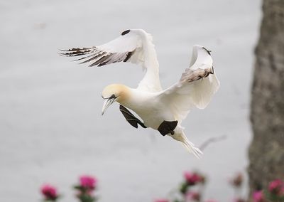 Gannet