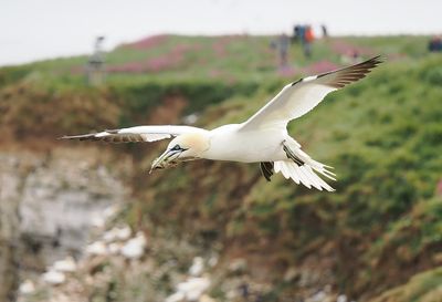 Gannet