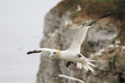 Gannet
