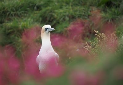 Gannet