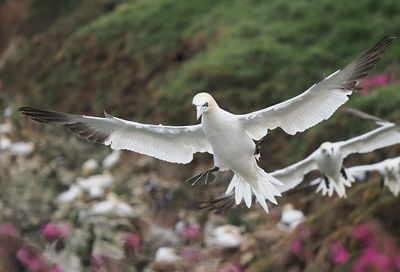 Gannet