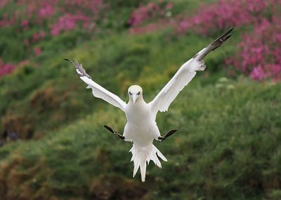 Gannet