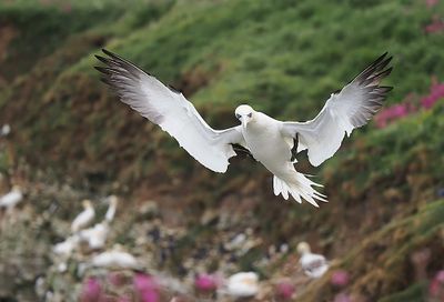 Gannet