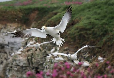 Gannet
