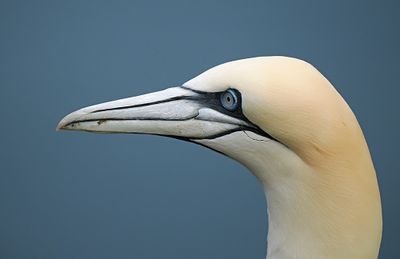 Gannet