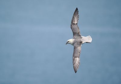 Fulmar