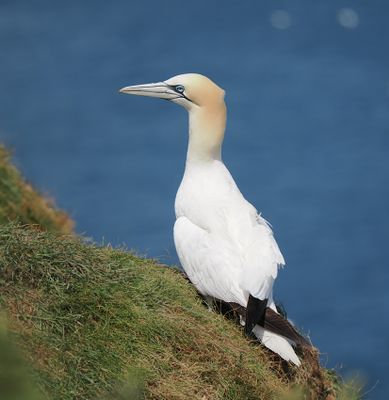 Gannet