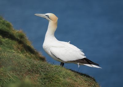Gannet