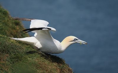 Gannet