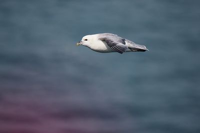 Fulmar