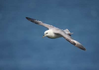 Fulmar