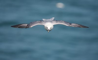 Fulmar