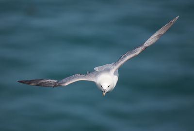 Fulmar