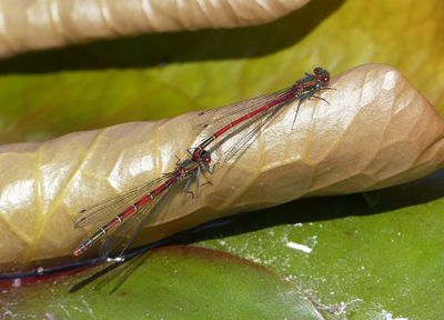 Large Red Web Damselfly