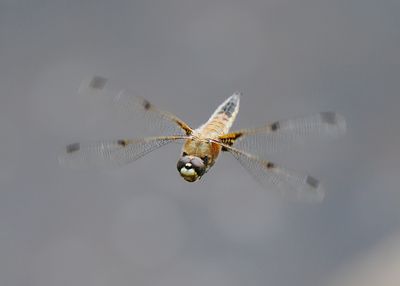 Four-spotted Chaser