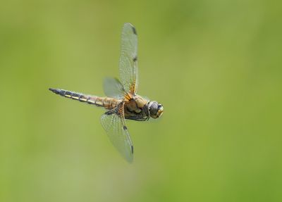 Four-spotted Chaser