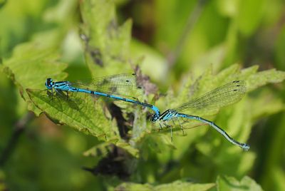 Azure Damselfly