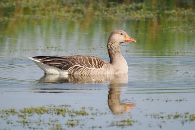 Greylag Goose