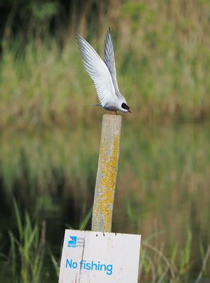 Common Tern