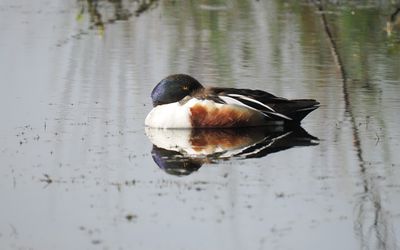Shoveler