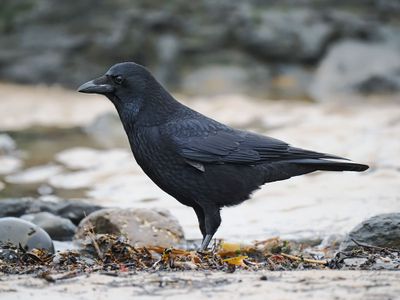 Carrion Crow