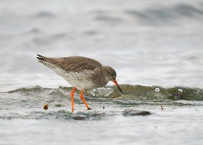 Redshank