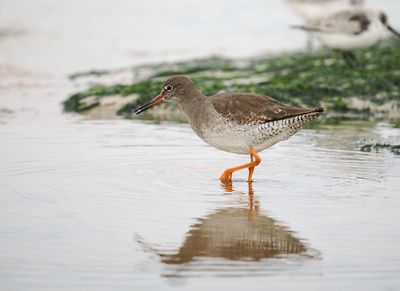 Redshank