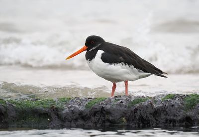 Oystercatcher