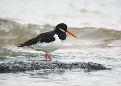 Oystercatcher