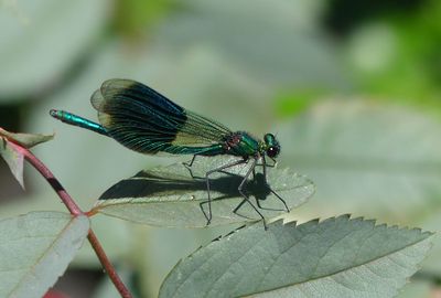 Banded Demoiselle