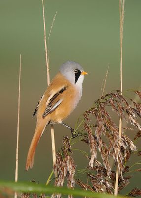 Bearded Tit