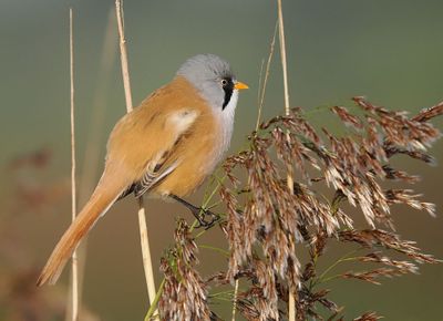 Bearded Tit