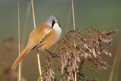 Bearded Tit
